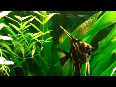 angel fish with eggs in tropical fish tank,