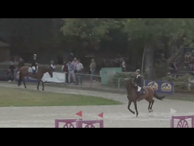 hongre 5 ans par CHROME D'IVRAIE