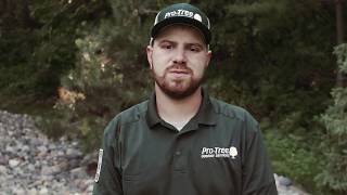 Emerald Ash Borer Treatment in Minnesota