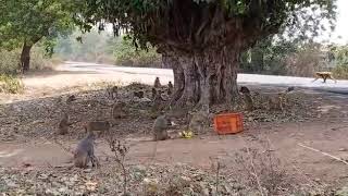 Covid 19 - Feeded monkeys with banana, watermelon fruits at Rangapuram,Raghavapuram villages