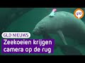 GLD Nieuws 10 januari 2023