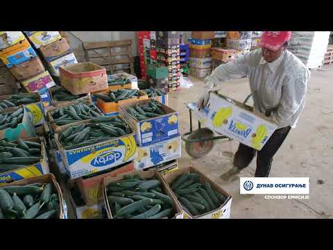 Složno, uspešno! ep. 164 09.05.2023. Gazdinstvo Stankovića, Navalin, proizvodnja povrća