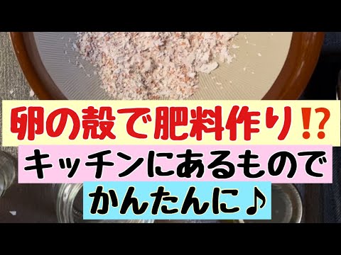 なぜ植物の周りに卵の殻を置くのでしょうか？明らかな5つの理由！  庭園