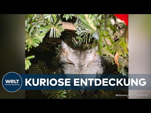 Video Thumbnail: EULE GERETTET: Familie entdeckt bei Weihnachtsbaumkauf süße Überraschung