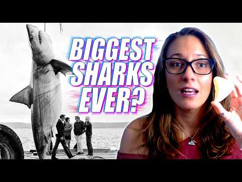 Marine Biologist Reacts to the Largest Great White Sharks Ever!