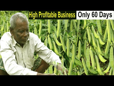 , title : 'How to Start Business Pea Farming - How to Grow Peas - Peas Farming Business Ideas - Vegetable Farm'