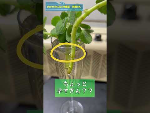 コップ一杯の水で挿し木をするにはどうすればよいですか？水から取れる植物は何ですか?  庭園