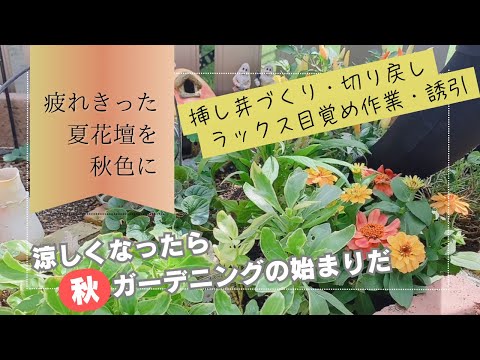園芸 小さな青い針葉樹