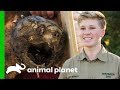 Two Feisty Alligator Snapping Turtles Get Pedicures Crikey It S The Irwins