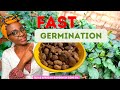 Fluted Pumpkin Cultivation: Best Tips to Germinate Ugu Seeds Indoors FAST| African Garden in the USA