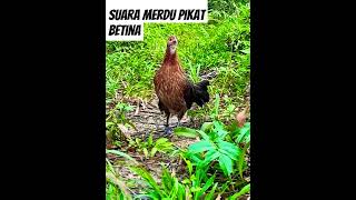 Download lagu SUARA PANGGILAN PIKAT BETINA AYAM HUTAN #ayamhutan mp3