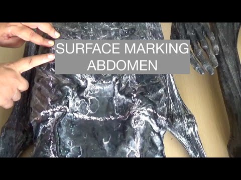 SURFACE LANDMARKS & SURFACE MARKINGS OF ABDOMEN
