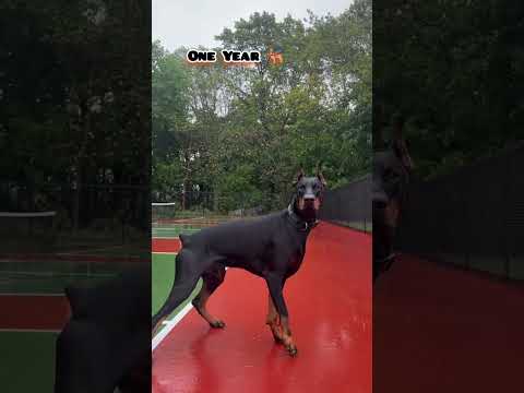 28 days to One Year Doberman transformation