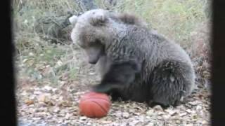 Katmai Globetrotters