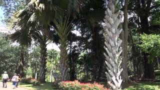 preview picture of video 'KANDY BOTANICAL GARDEN'