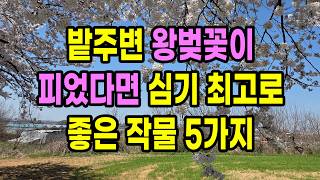 밭주변 왕벚꽃이 피었다면 심기 최고로 좋은 작물 5가지