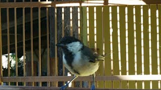 Download lagu Pancingan glatik batu trotol belajar bunyi wucit pendek mp3 Download lagu Pancingan glatik batu trotol belajar bunyi wucit pendek mp3