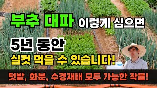 텃밭과 집에서 키우기 좋은 채소 부추심는방법 대파심는방법