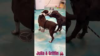 Video preview image #1 Boxer-Unknown Mix Puppy For Sale in Rockaway, NJ, USA