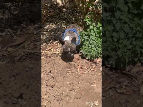 Macario un bulldog francés no tan francés!! En la naturaleza #funny #family #bulldogfrancés #pets