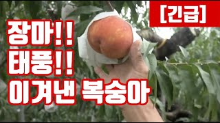 장마!! 태풍!! 을 이겨내는 과수편!! 복숭아 뿌리가 약해서 더 피해가 심하지만 이제는 방법을 찾았어요 !…