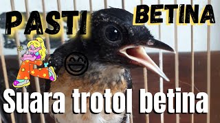 Download lagu APA TROTOLAN KALIAN BUNYI BEGINI?? SUARA TROTOLAN BETINA mp3 Download lagu APA TROTOLAN KALIAN BUNYI BEGINI?? SUARA TROTOLAN BETINA mp3