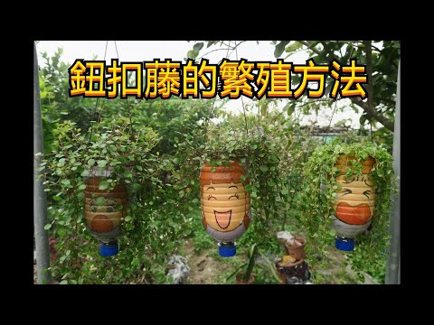 串錢藤枯萎