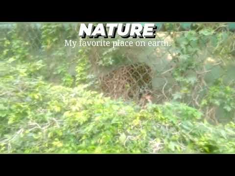 Jaguar🐆 roaming | #animals #nature #zoologicalpark #Yajatcreativities