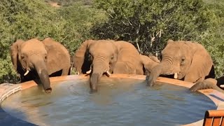 animale elefantii la piscina