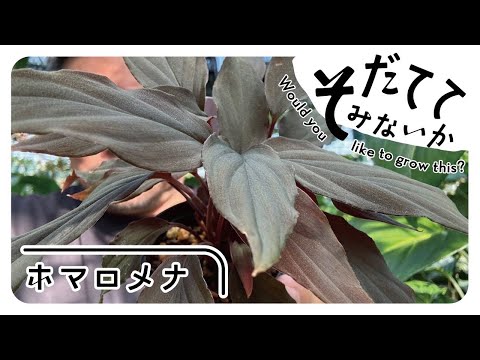 新熱帯エコゾーン: 学名別の種子植物 (H)について詳しく解説