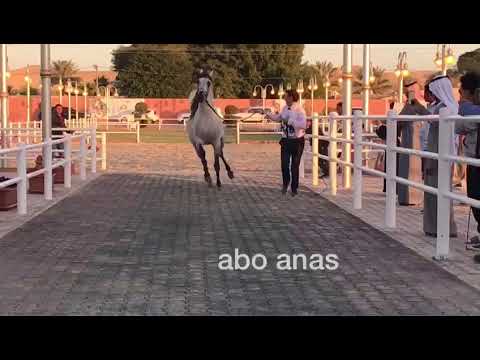 البطل سنتياقو حظور مميز 🍃