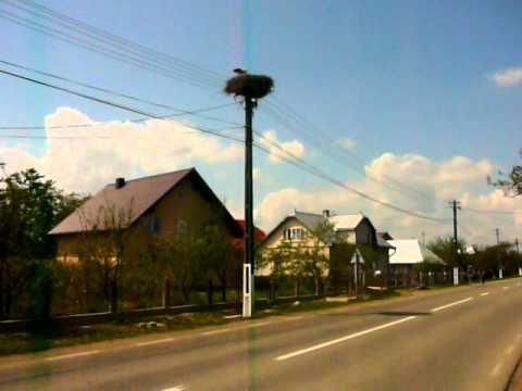 Barza din Slobozia-Suceava.MOV