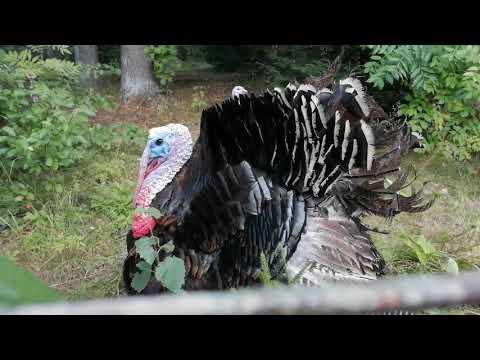 Индюк угрожает! Защищает самку.