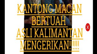 Download lagu Kantong macan bertuah asli mp3