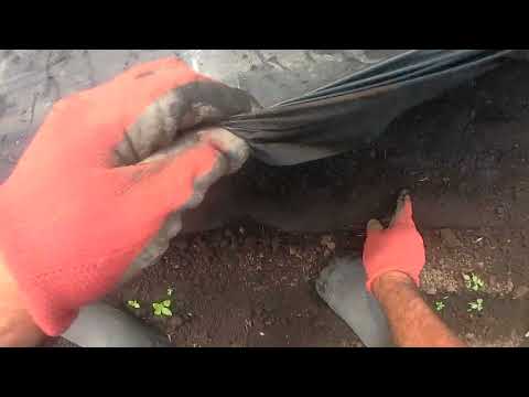 嘆きのアマランサス 植物