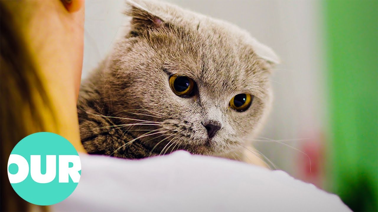 Adorable Stories of Incredibly Cute Cuddly Kittens