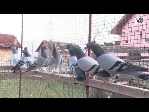 Треће место јуниори Србија ГСС-а 2020. - Црњаковић Драган ГСС 84