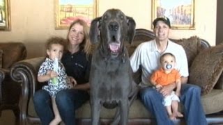 Giant George the Great Dane: World's Tallest Dog an Oprah guest! | Good Morning America | ABC News