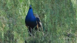 Download Lagu Fluffy, Peacocks, Kali, Apricot Trees, Park Birds, Speedy, Sarah and Scrub Jays Thumbnail