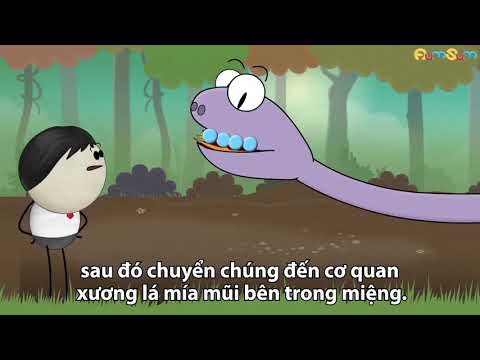 Lý do lưỡi rắn chẻ hai nhánh