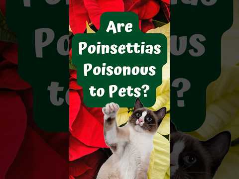Are Poinsettias Poisonous to Pets? #poinsettias #poinsettia