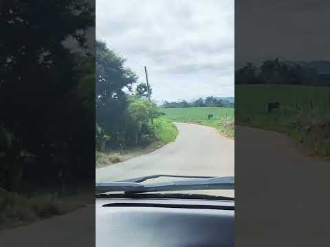 #shortsyoutube #rancho #naturezasurpreendente #guapiara #saopaulo