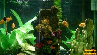 Forget your worries and relax with Heidi's Fishies!