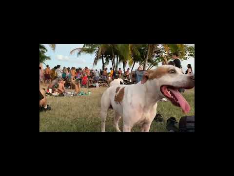 Namito - Stone Flower - VIP Edit by Awan