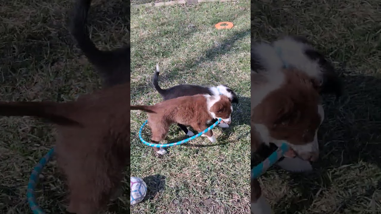 Enlarge Georgie - adopted!, an adopted mixed breed in Rochester, MN video 6/6