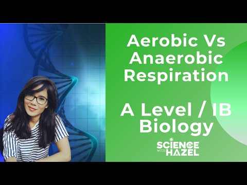 Aerobic Vs Anaerobic Respiration | A level & IB Biology | Science with Hazel