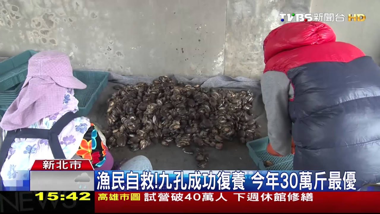 漁民自救！九孔成功復養　今年30萬斤最優