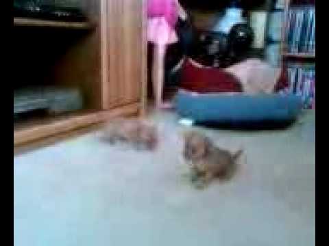 marisela  mis perritos