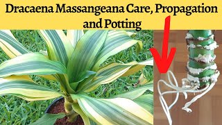 Dracaena Fragrans Plant Care, Propagation and Potting