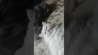 Persian Cats Videos